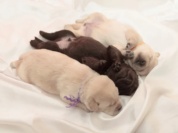 Drie labrador retriever pups — Stockfoto