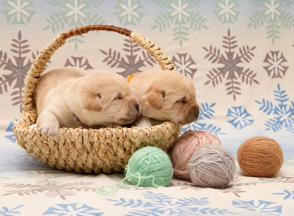 Adorable labrador retriever puppies — Stock Photo, Image