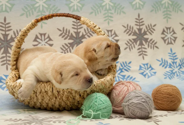 Adorable labrador retriever puppies — Stock Photo, Image