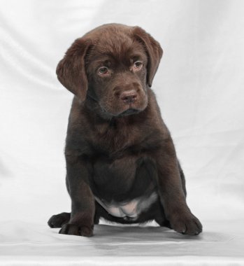çikolata labrador retriever köpek yavrusu