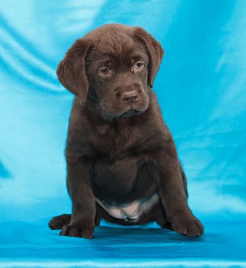çikolata labrador retriever köpek yavrusu