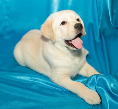 çikolata labrador retriever köpek yavrusu