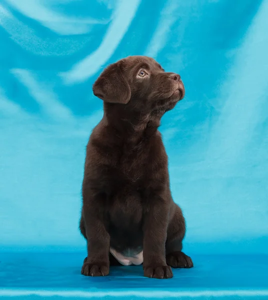 Chocolate labrador retriever puppy — Stock Photo, Image