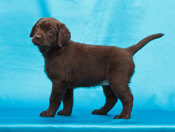 Chocolate labrador retriever puppy — Stock Photo, Image