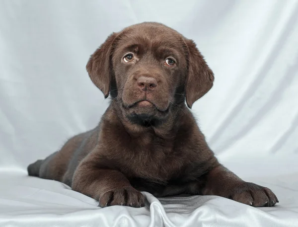 Chocolade labrador retriever pup — Stockfoto