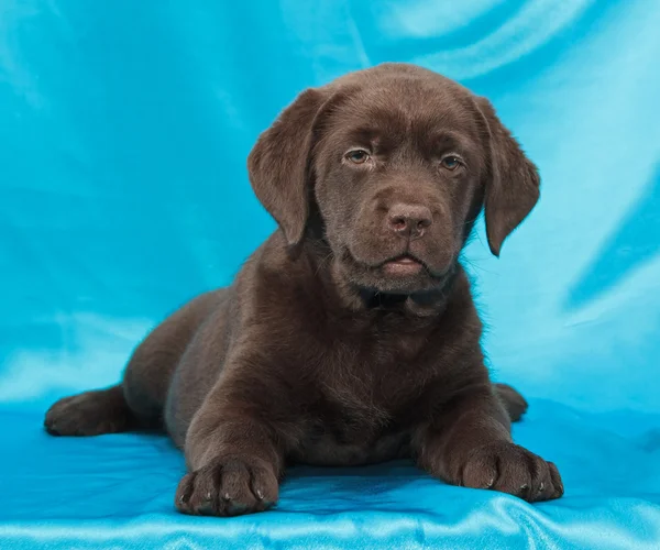 Cãozinho de chocolate labrador retriever — Fotografia de Stock