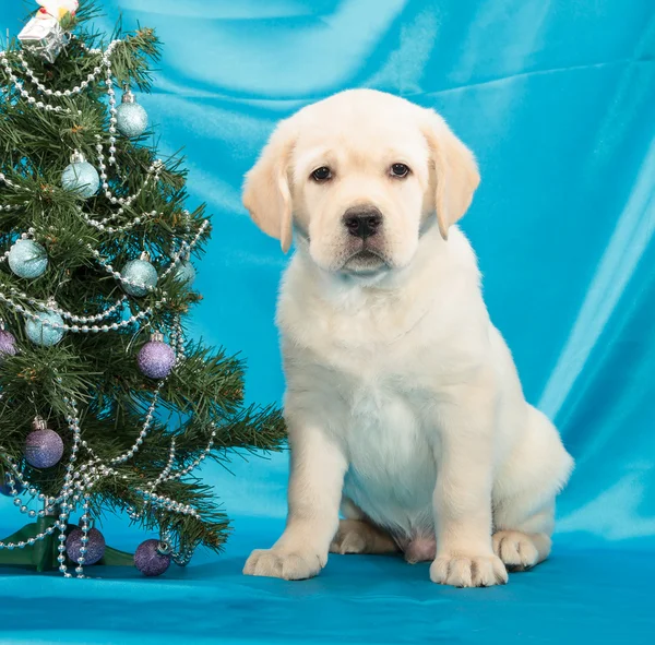 Czekoladowy labrador retriever szczeniak — Zdjęcie stockowe