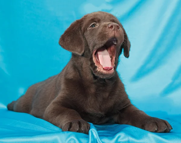 Chocolate labrador retriever cachorro —  Fotos de Stock