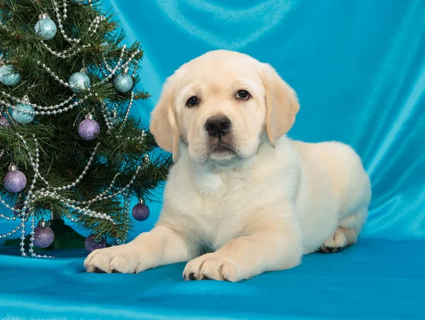 Čokoládový Labradorský retrívr štěně — Stock fotografie