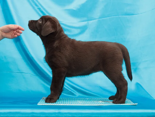 Çikolata labrador retriever köpek yavrusu — Stok fotoğraf