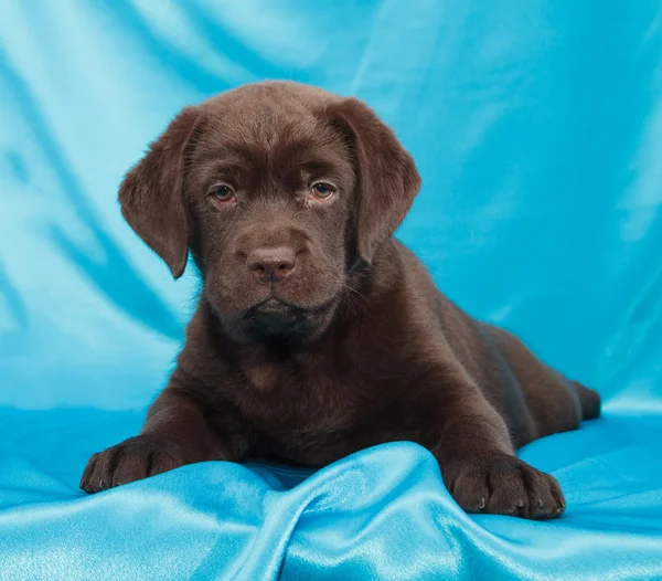 Chocolate labrador retriever cachorro —  Fotos de Stock