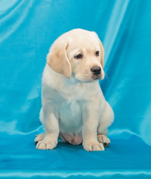 Čokoládový Labradorský retrívr štěně — Stock fotografie