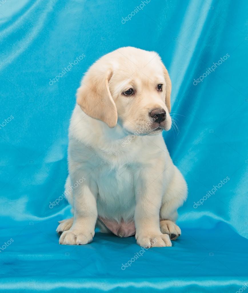 チョコレート ラブラドル レトリーバー犬子犬 ストック写真 C Artsilense チョコレート ラブラドル レトリーバー犬子犬 ストック写真 C Artsilense
