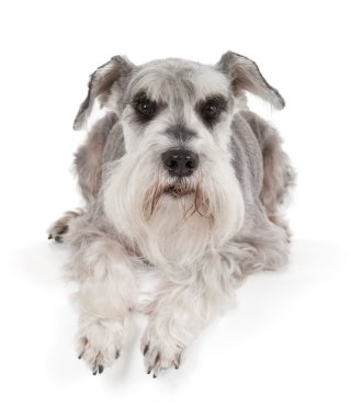 şirin minyatür schnauzer