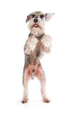 şirin minyatür schnauzer