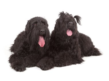 Siyah Rus teriyeri (brt veya Stalin'in köpek)