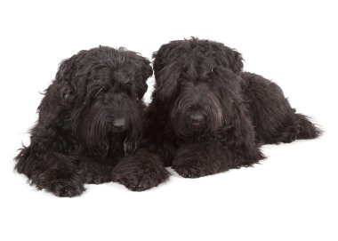 Siyah Rus teriyeri (brt veya Stalin'in köpek)