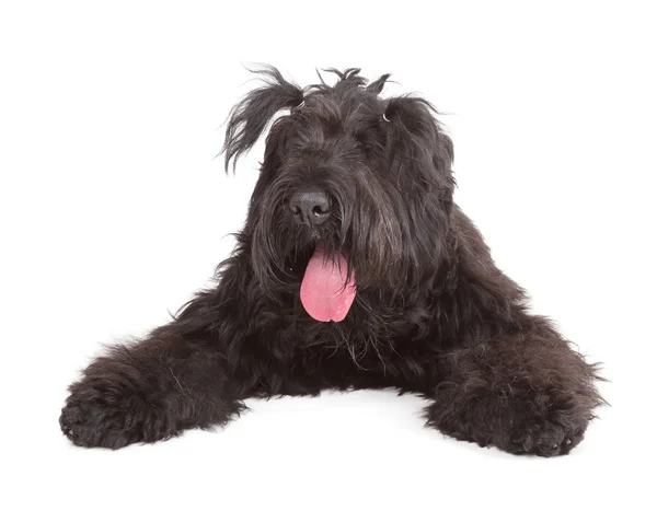 ブラック・ロシア・テリア（英: Black Russian terrier）) — ストック写真