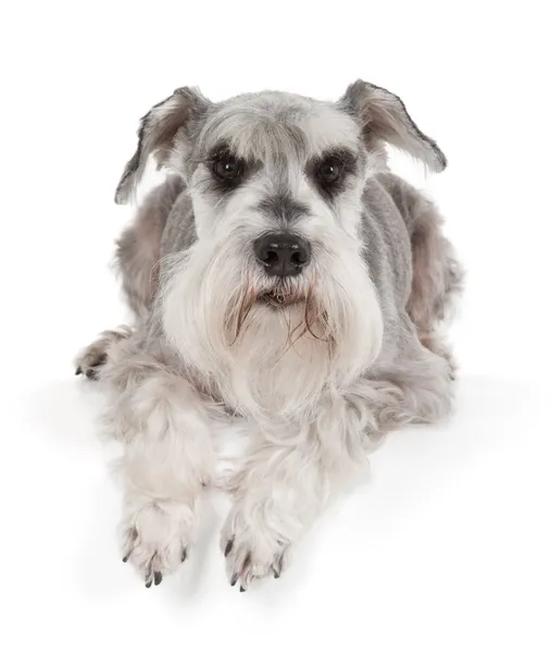 Schattig Dwergschnauzer — Stockfoto