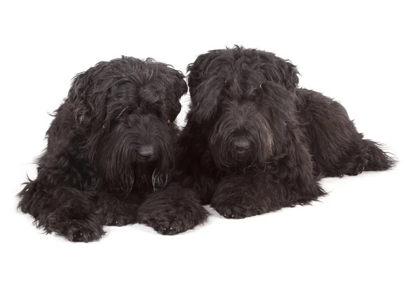 Černý teriér a knírač (brt nebo stalin je pes) — Stock fotografie