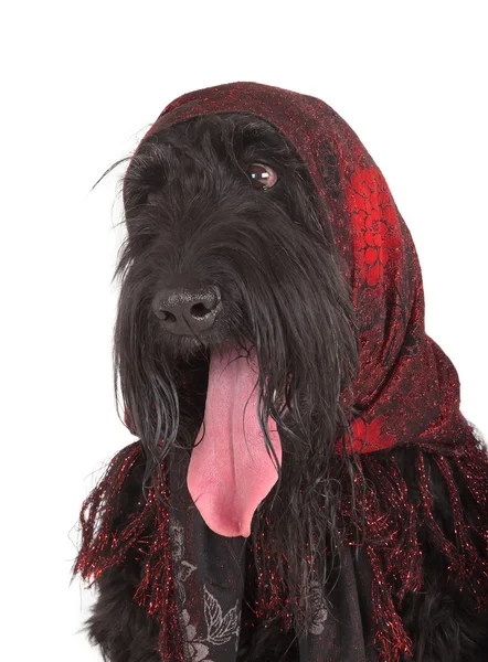 Black Russian Terrier (BRT or Stalin's dog) — Stock Photo, Image