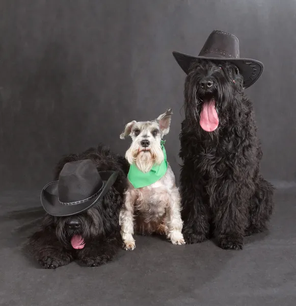 Negro ruso Terrier & Schnauzer — Foto de Stock