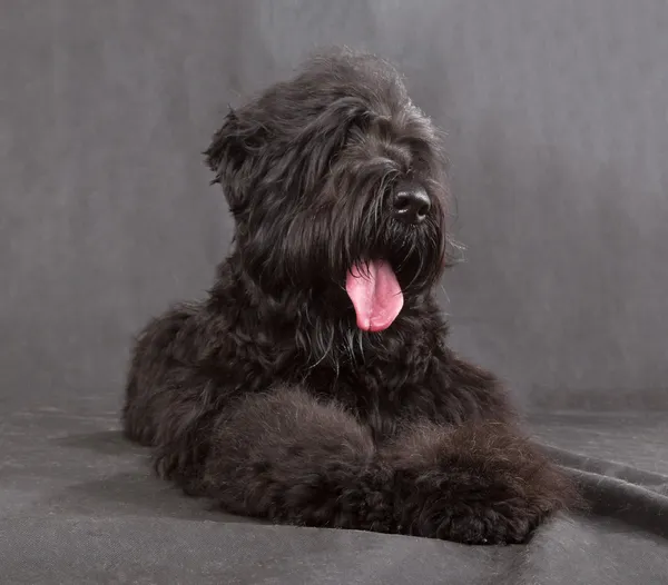 Negro ruso terrier — Foto de Stock