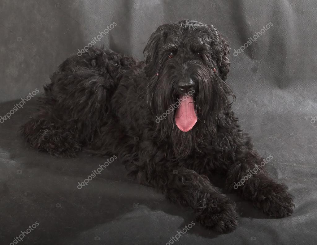 ᐈ Black Russian Terrier Stock Pictures Royalty Free Black Russian Terrier Dogs Images Download On Depositphotos