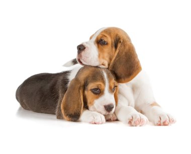 şirin beagle köpek yavrusu