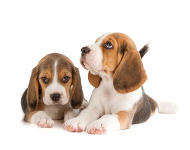 şirin beagle köpek yavrusu