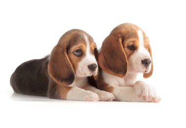 şirin beagle köpek yavrusu