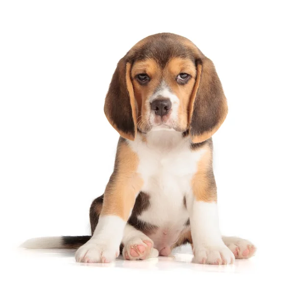Carino cucciolo di beagle — Foto Stock