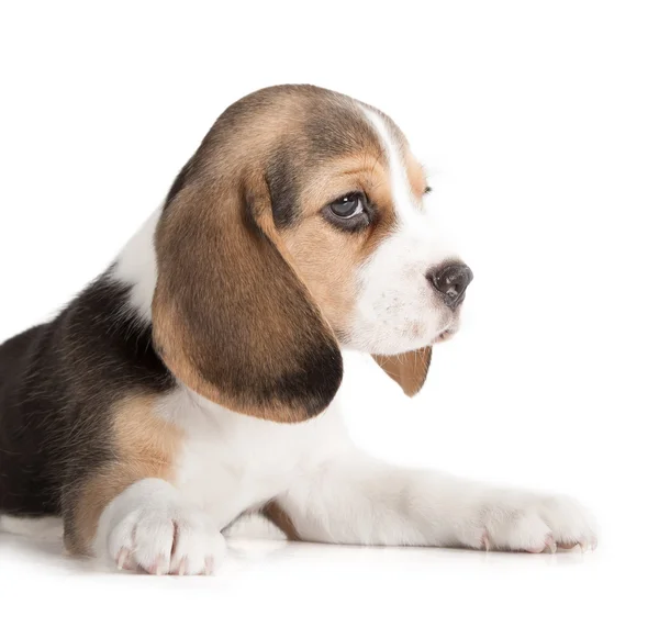 Carino cucciolo di beagle — Foto Stock