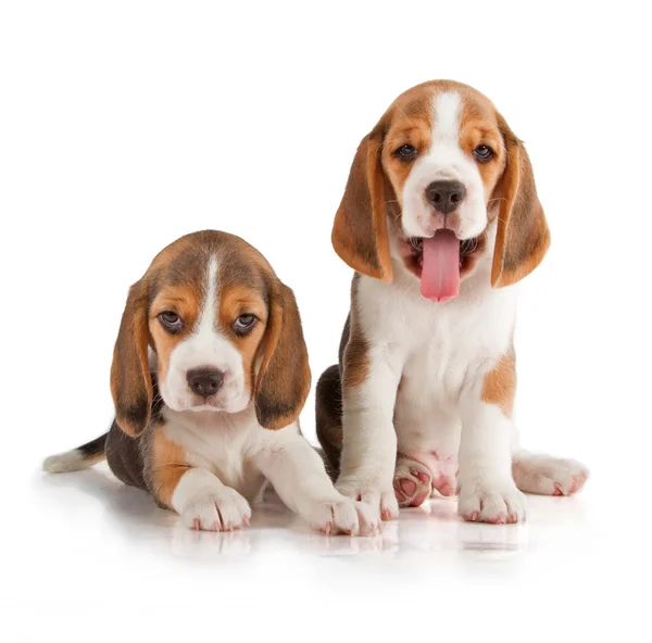 Carino cucciolo di beagle — Foto Stock