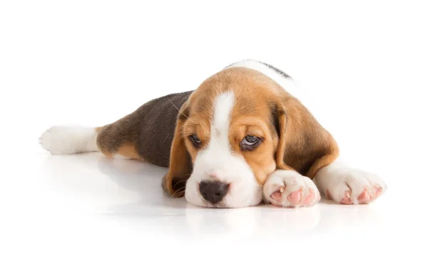 Schattig beagle pup Rechtenvrije Stockfoto's