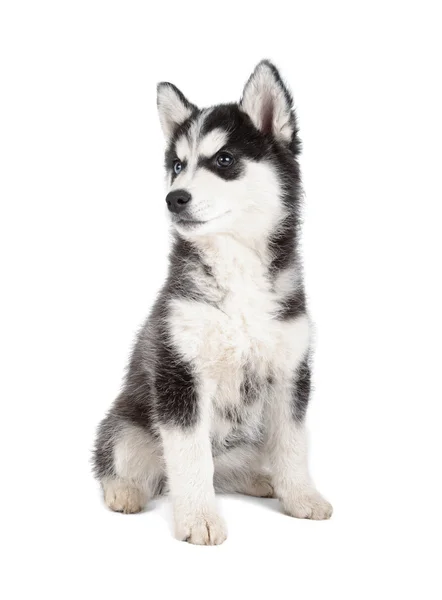 Chiot Husky Siberien 3 Mois Couche Devant Un Fond Blanc Husky Siberien Isole Sur Fond Blanc Descente Pose Stock Photo Chiot Husky Siberien 3 Mois Couche Devant Un Fond Blanc Husky Siberien Isole Sur Fond Blanc Descente Pose Stock Photo