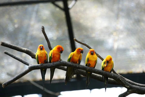 Alguns papagaios (Aratinga solstitialis ) — Fotografia de Stock