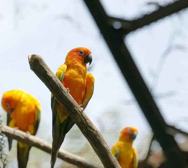 Parrots (Aratinga solstitialis) — Stock Photo, Image