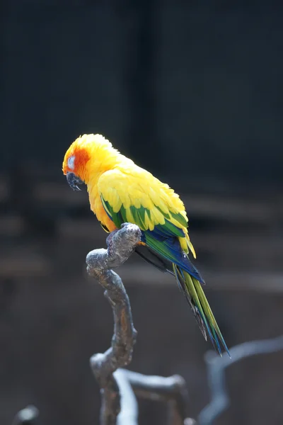 Uyuyan papağan (Aratinga solstitialis)