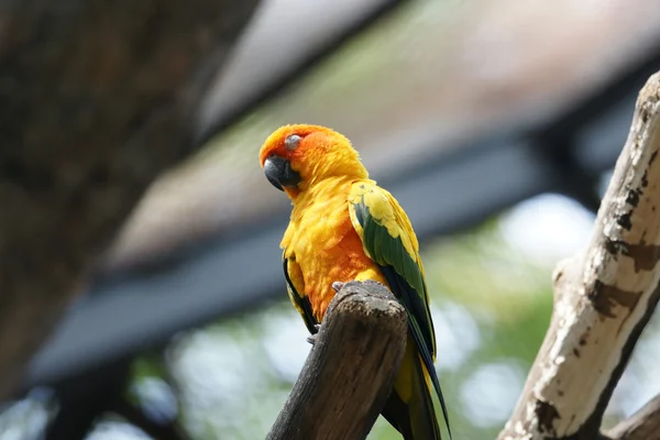 Parrot (Aratinga solstitialis) — Stock Photo, Image