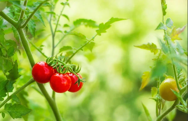 Pomodori ciliegia in un giardino — Foto Stock