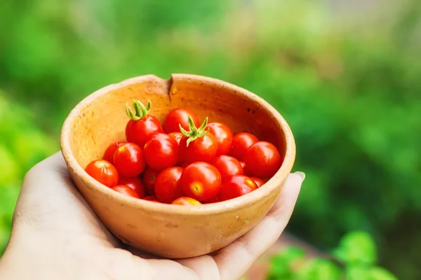 Main tenant un bol de tomates cerises biologiques — Photo