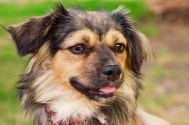 bahçede bir mutlu son sınıf karışık cins köpek