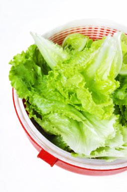 marul salata için hazır