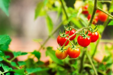 Bahçe kiraz domates