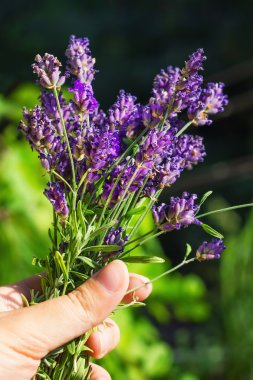 Lavanta demeti tutan el