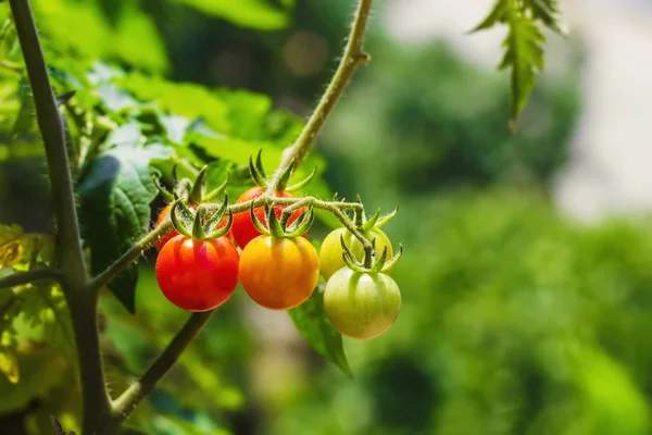 Tomates de cereja em um jardim — Fotografia de Stock