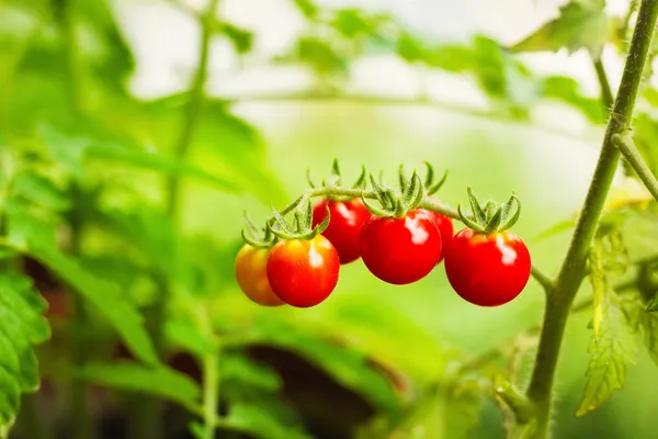 Cherry tomatoes in a garden — Stock Photo, Image