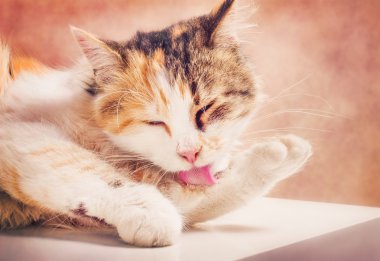 sevimli kedi kendini Temizleme