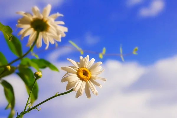 Madeliefjes tegen blauwe hemel — Stockfoto